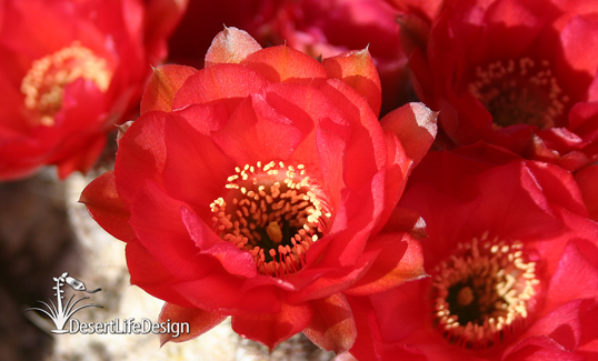 Mammalian cactus flower