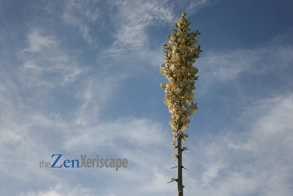 Desert Life Design does photography Desert Life Design creates photos