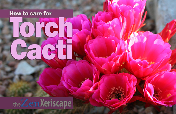 Desert Life Design posted content on Wordpress