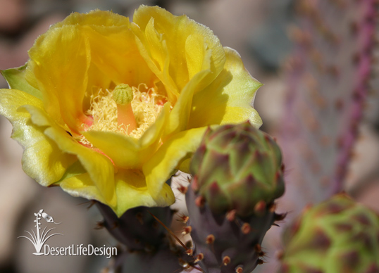 Opuntia cactus flower