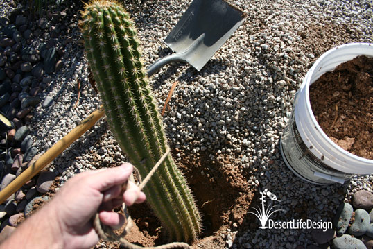 place cactus column in hole