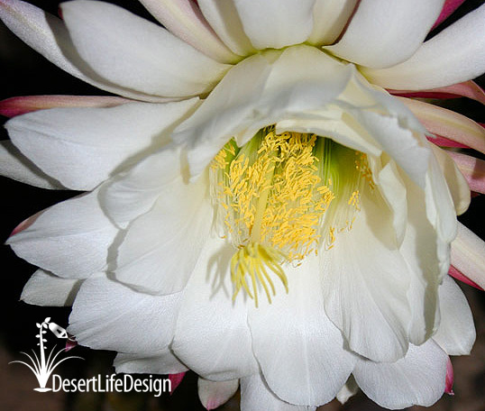 flowers of Argentine giant cactus