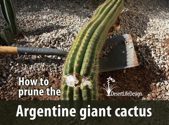 prune Argentine giant cactus