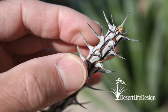 ocotillo leaf buds