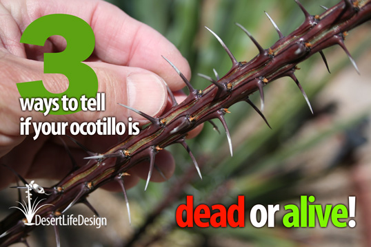 is your ocotillo dead or alive?