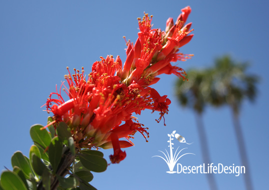 stunning ocotillo flowers