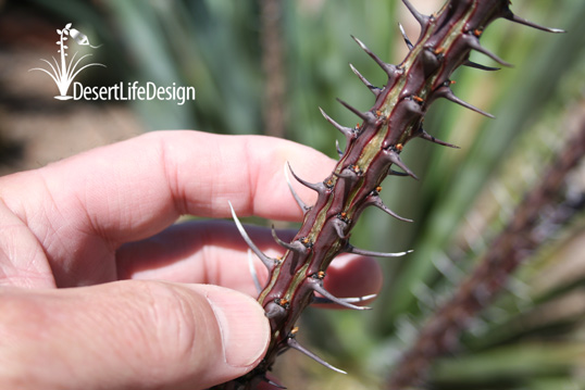 make ocotillo branches wet to see green