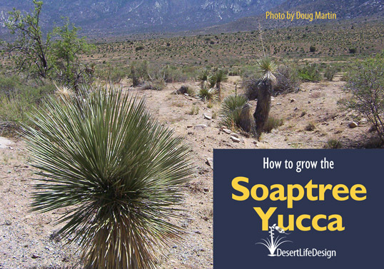 grow soaptree yucca