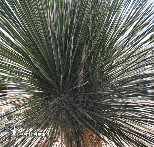 soaptree yucca grows fast