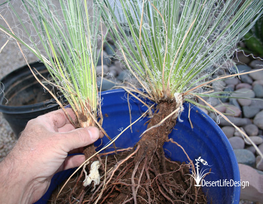 prepare soaptree yucca for planting