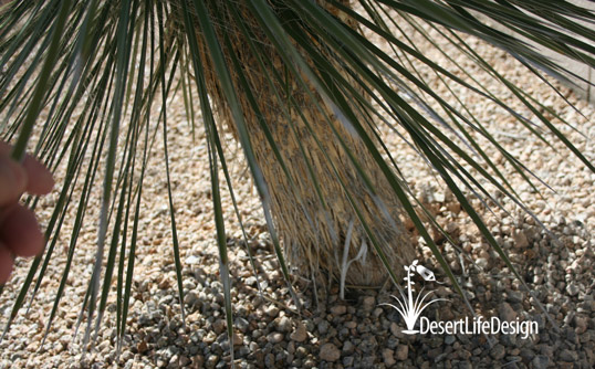 soaptree yucca gets thick trunk