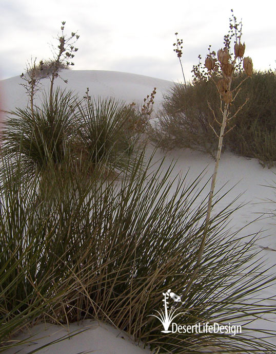 Soaptree yucca in White Sands, NM